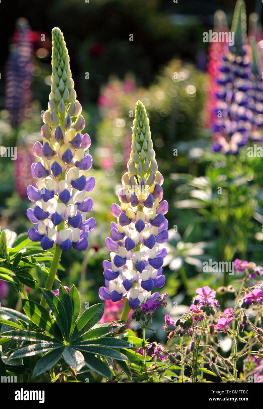 Blue Lupin flower Stock Photo Alamy