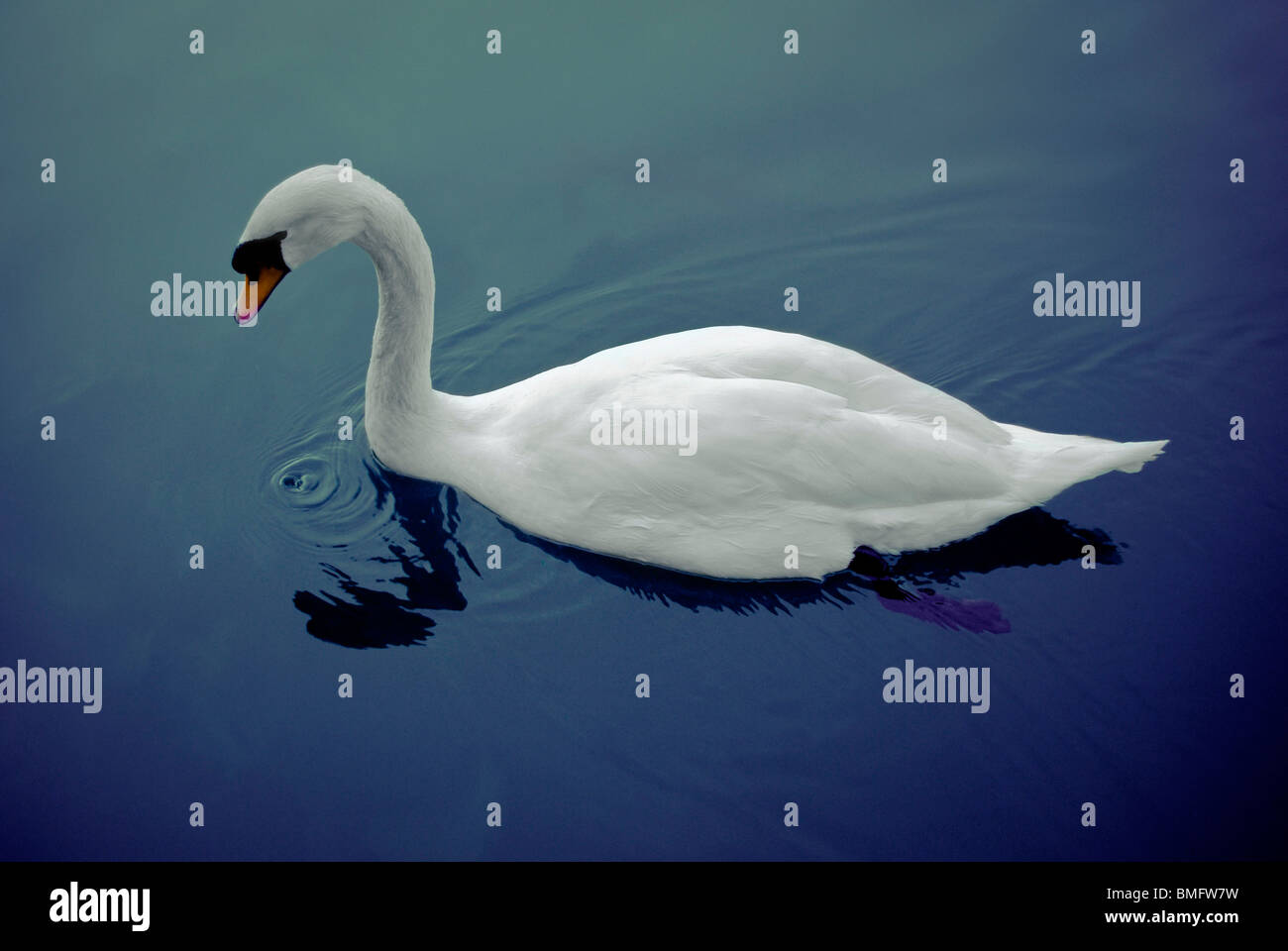 Beautiful swan swimming on the dark water of a lake Stock Photo - Alamy