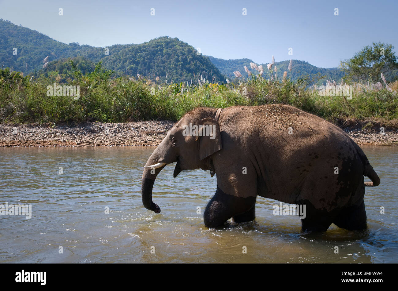 THAILAND, NORTH OF CHIANG MAI: Lek's elephant farm for rescued elephants, a place for alternative elephant tourism. Stock Photo