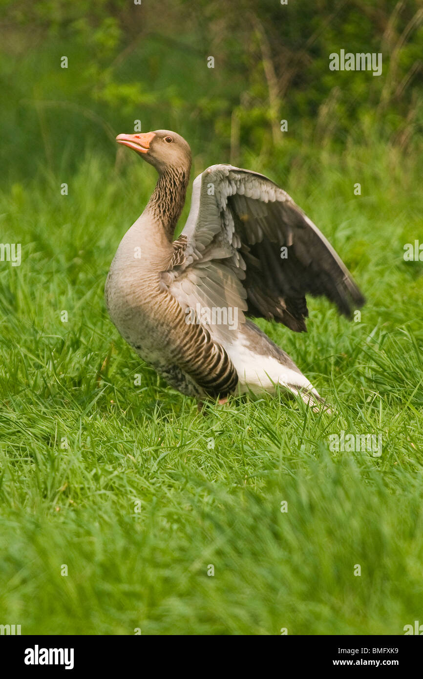 Goose macro hi-res stock photography and images - Alamy
