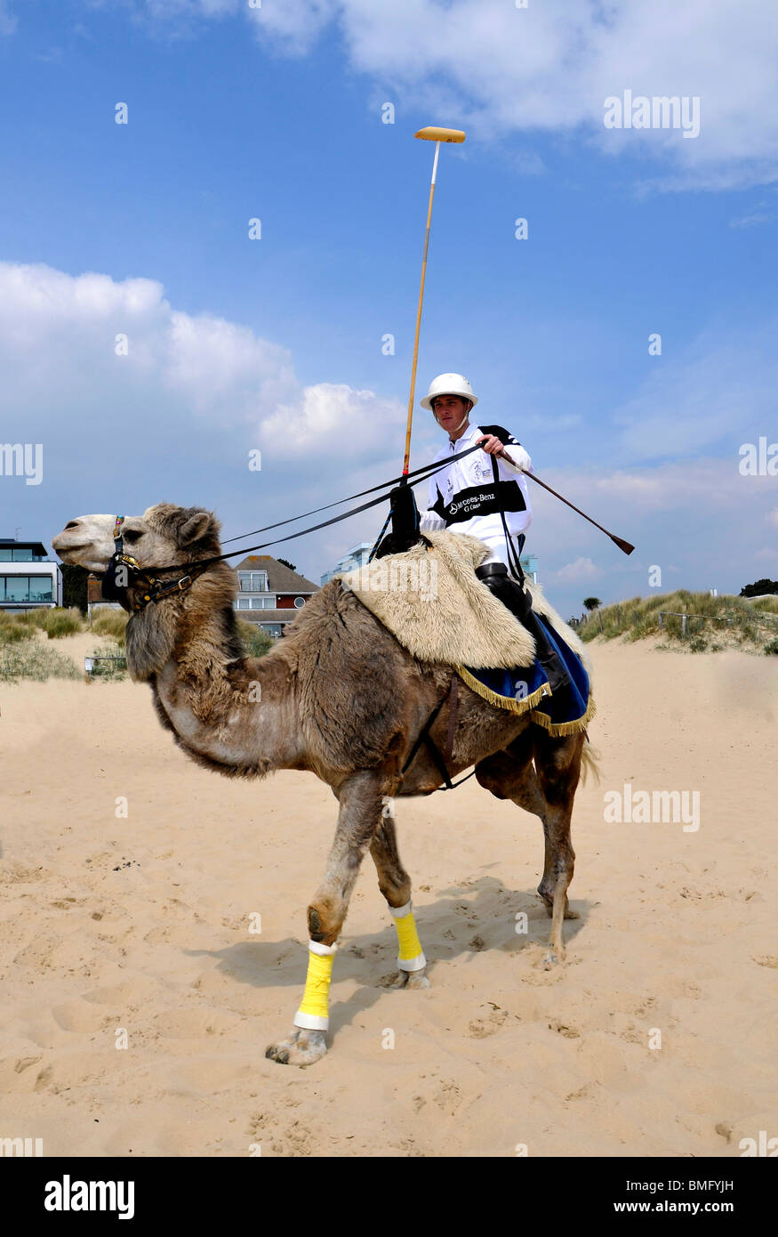 Camel Polo on the beach, Britain, UK Stock Photo