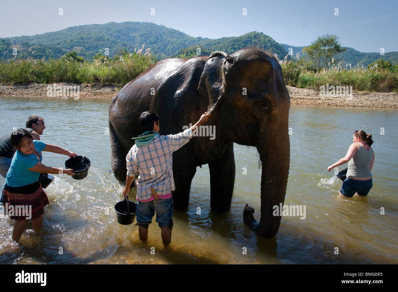 THAILAND, NORTH OF CHIANG MAI: Lek's elephant farm for rescued elephants, a place for alternative elephant tourism. Stock Photo