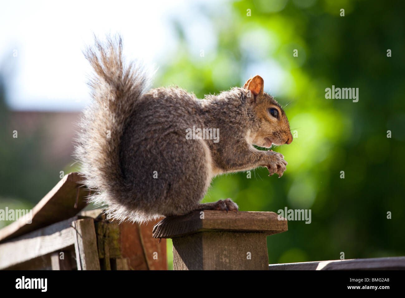 Squirrel eating nuts hires stock photography and images Alamy