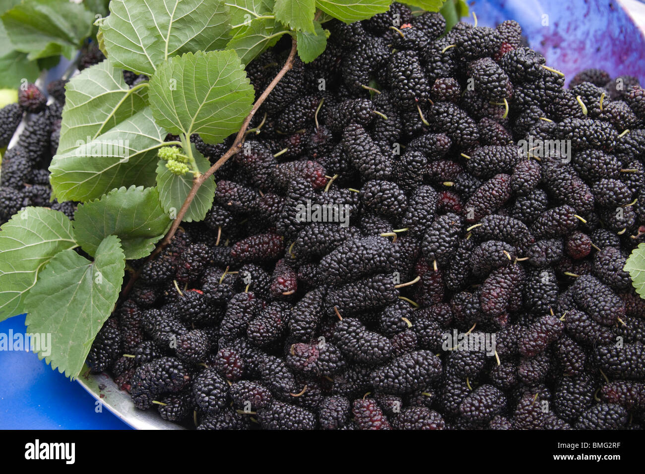 Blackberry vine hires stock photography and images Alamy