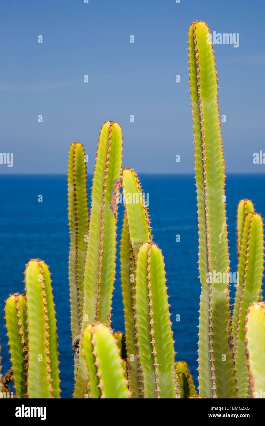 Euphorbia canariensis or the Candelabra plant growing close to the sea in Gran Canaria Stock Photo