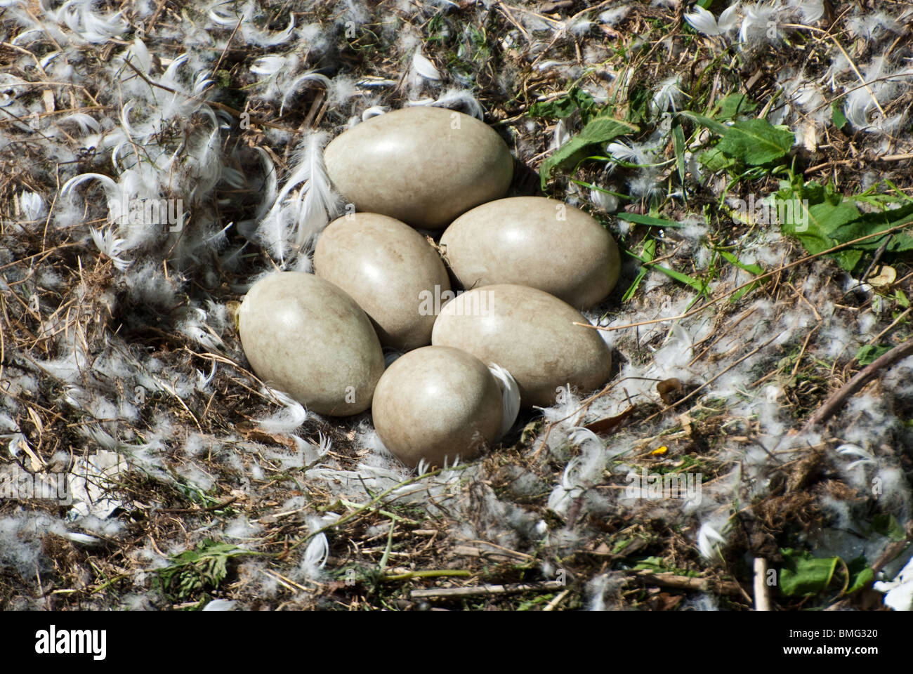 Swan hatching eggs hires stock photography and images Alamy