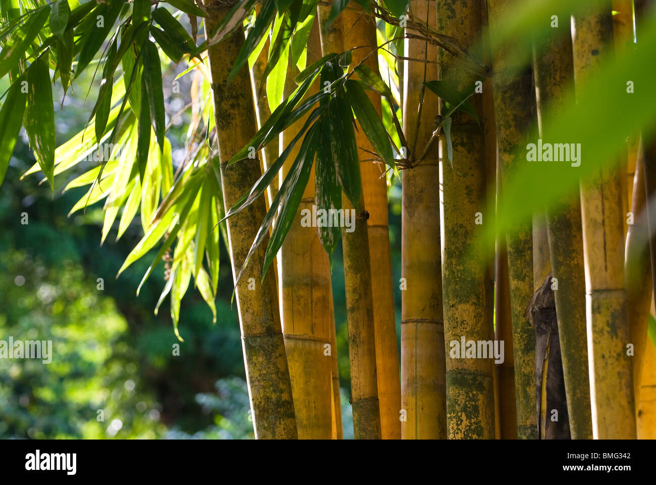 Golden bamboo hi-res stock photography and images - Alamy