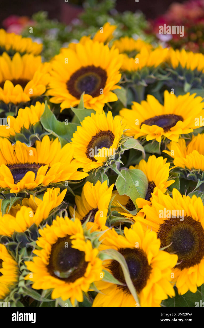 field of sunflowers Stock Photo