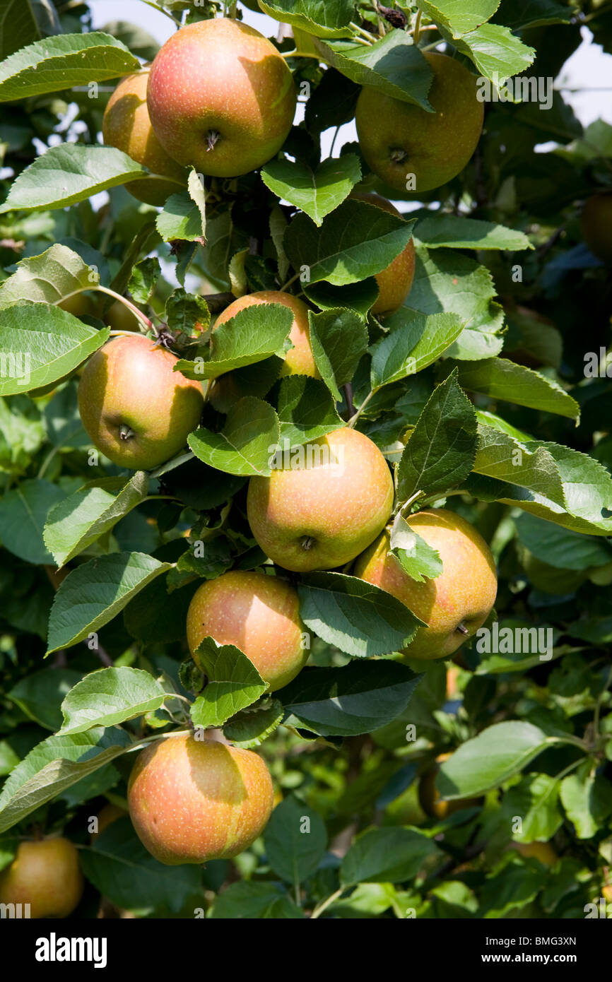 apple tree Stock Photo