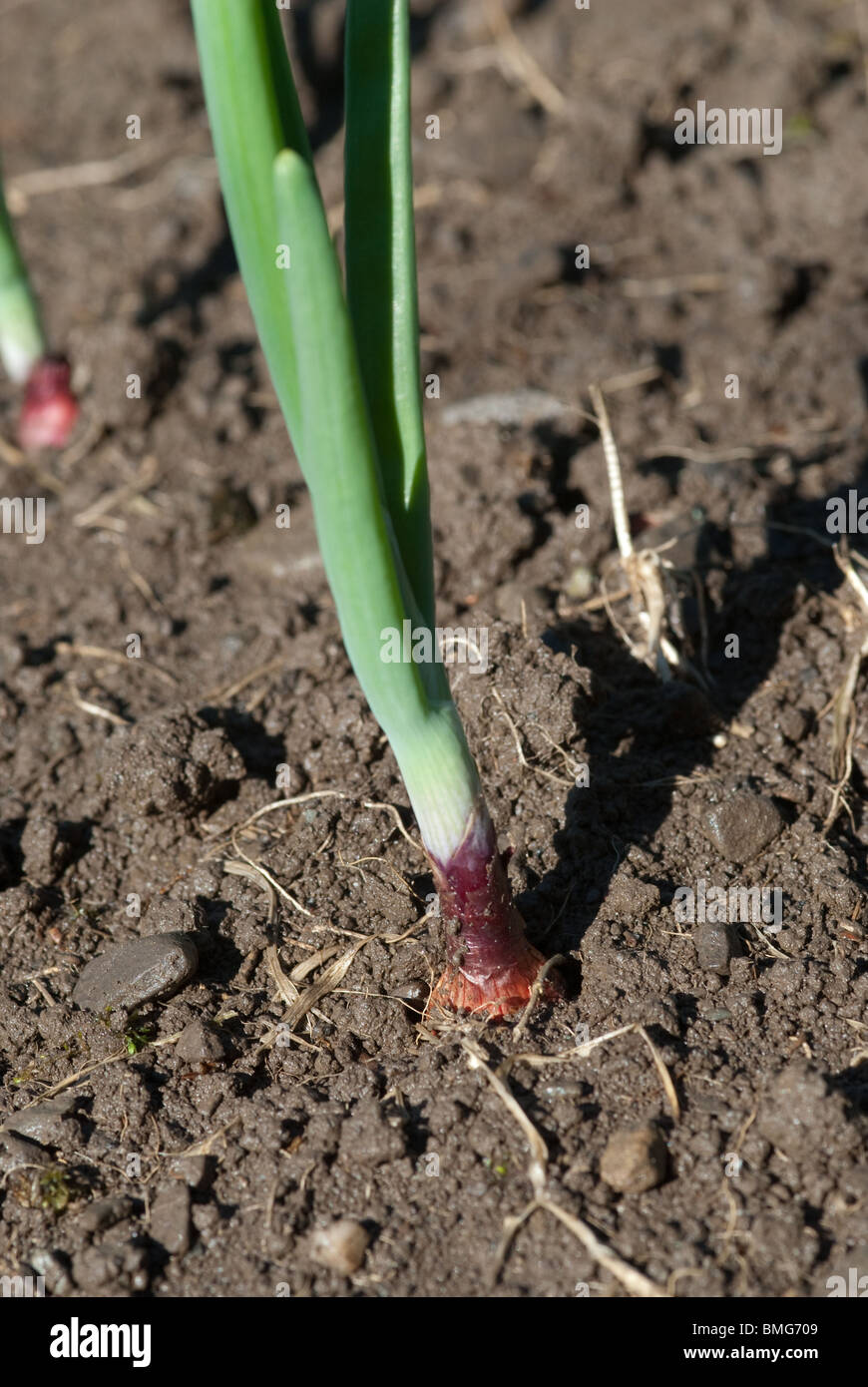 Growing onion sets hires stock photography and images Alamy