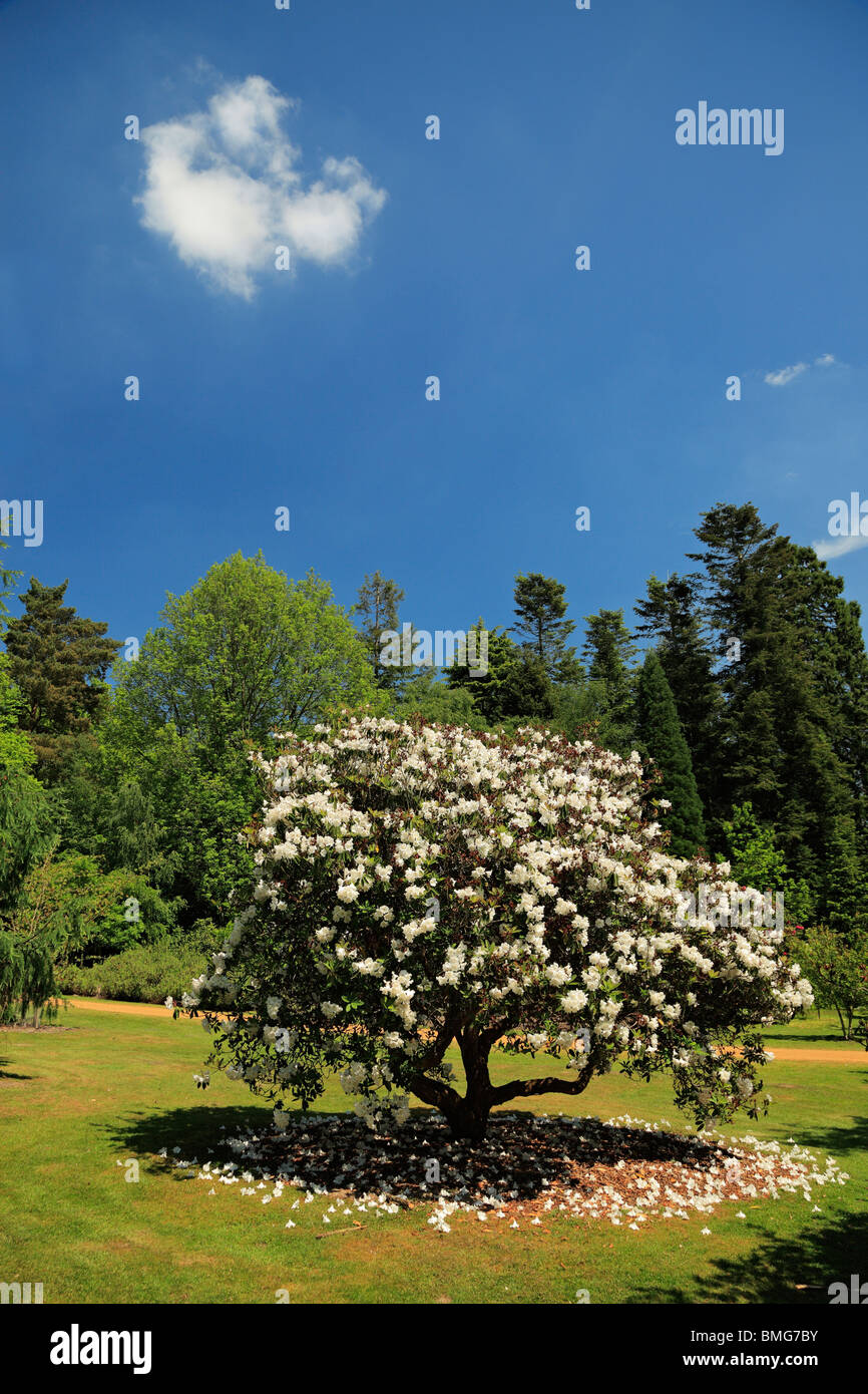 Rhododendron. Stock Photo