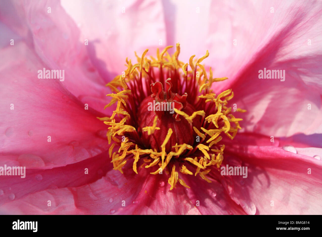 Stamens and pistils of pink peony flower, Yuanmingyuan Park, Beijing, China Stock Photo