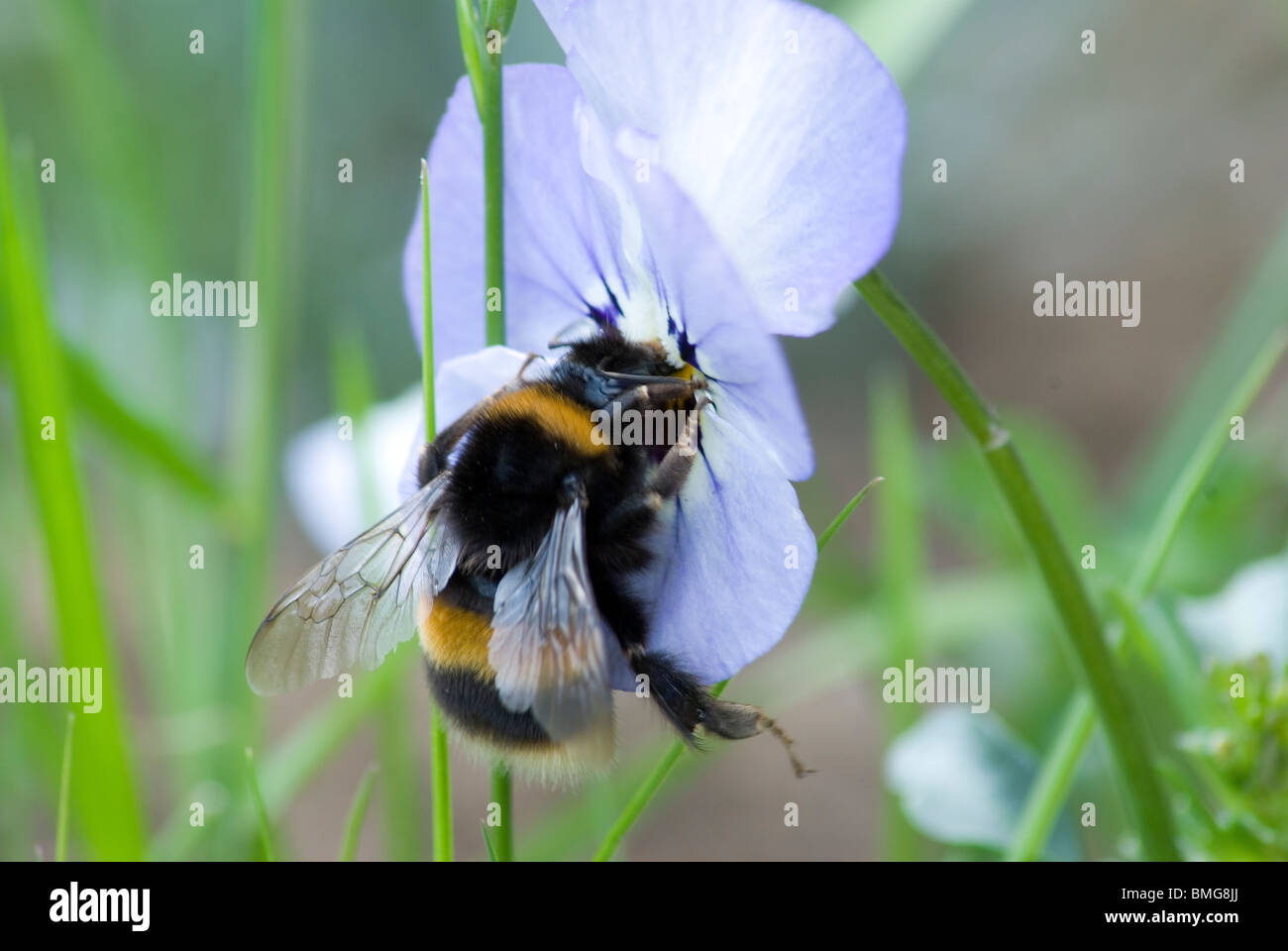 Buff tailed Bumblebee on flower Stock Photo