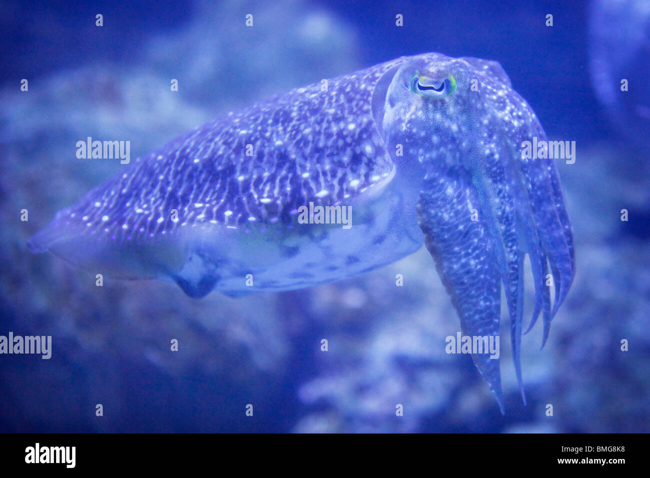 Portrait of an unusual sea creature Stock Photo