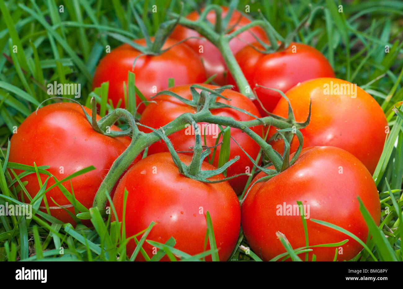 Vine Ripened Tomatoes Stock Photo Alamy