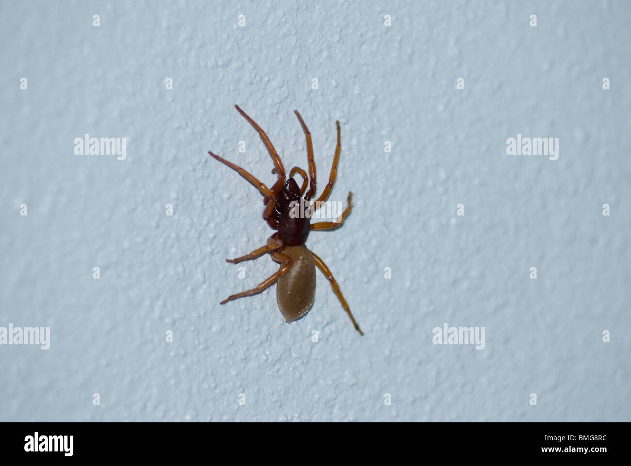 Wood louse eating spider on wall Stock Photo