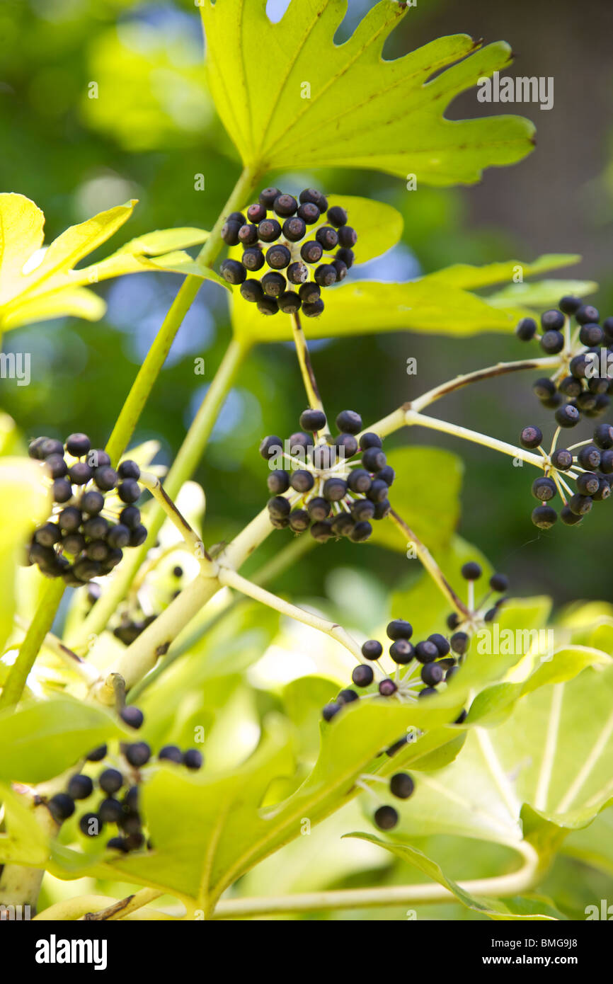 Fatsia Japonica Leaves Foliage and Berries in a Surrey Garden in June Stock Photo