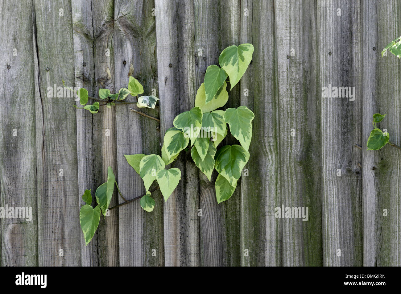 Plants vines growing fence hi-res stock photography and images - Alamy