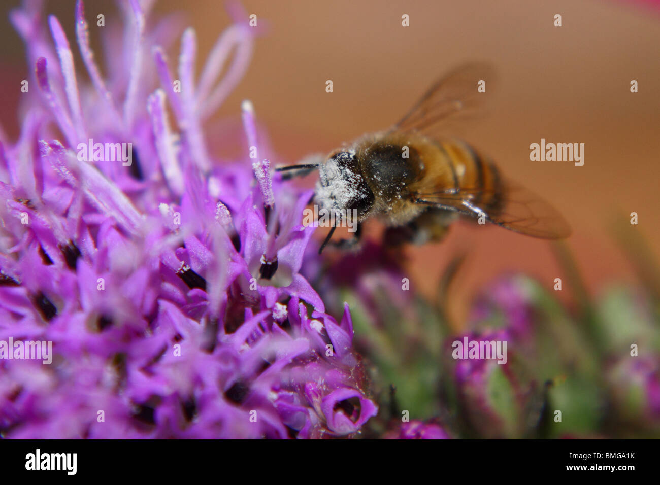 close up of honey bee pollinating with pollen in face Stock Photo