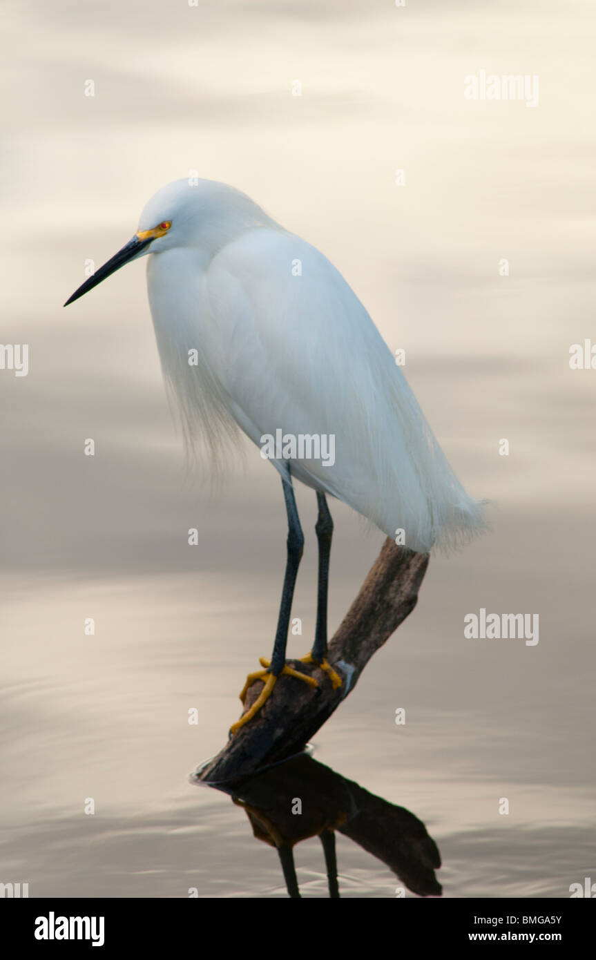 Snowy Egret (Egretta thula), breeding color and plumage. Stock Photo