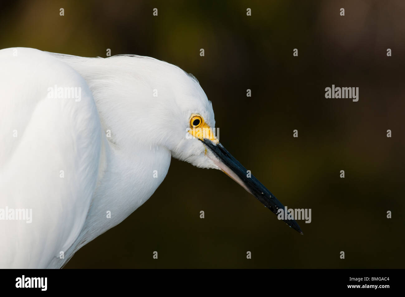 Snowy Egret (Egretta thula), breeding color and plumage. Stock Photo