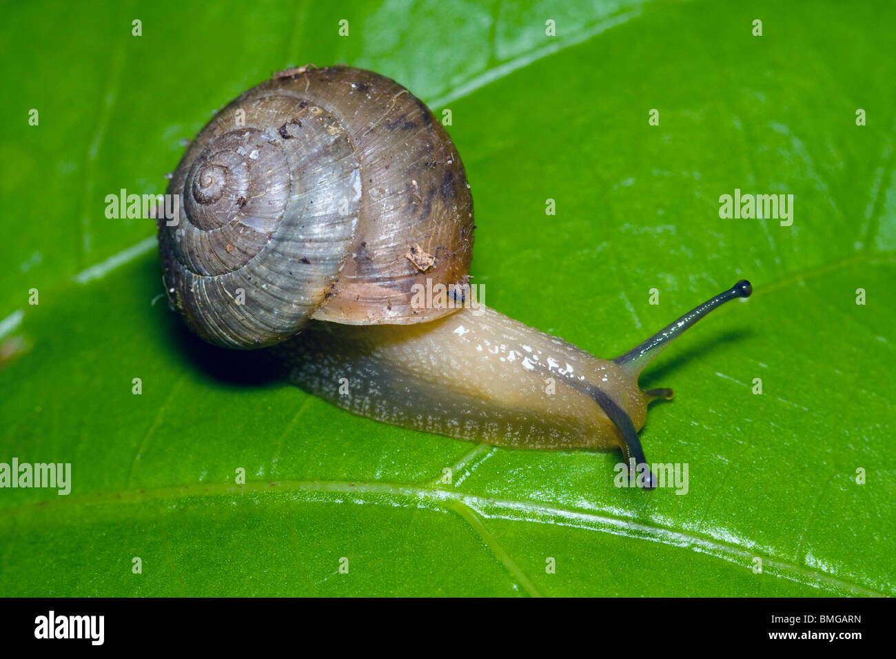 Small Snail Macro Stock Photo - Alamy