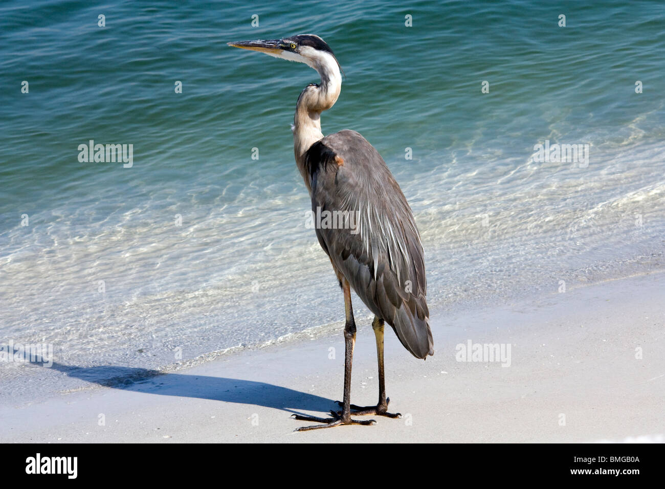 Great Blue Heron on Anna Maria Island Florida Stock Photo