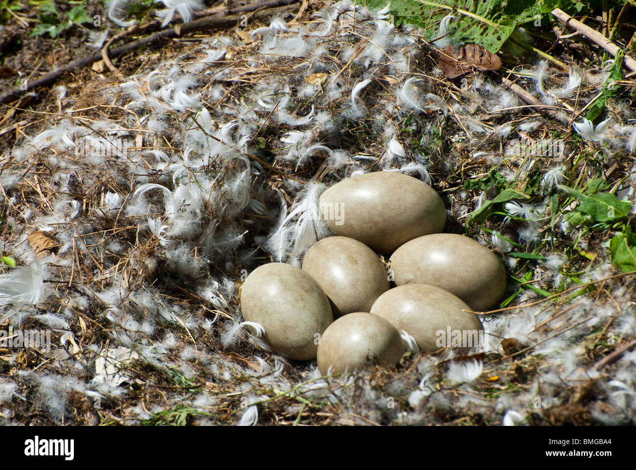 swans nest containing six eggs approximately two weeks before hatching