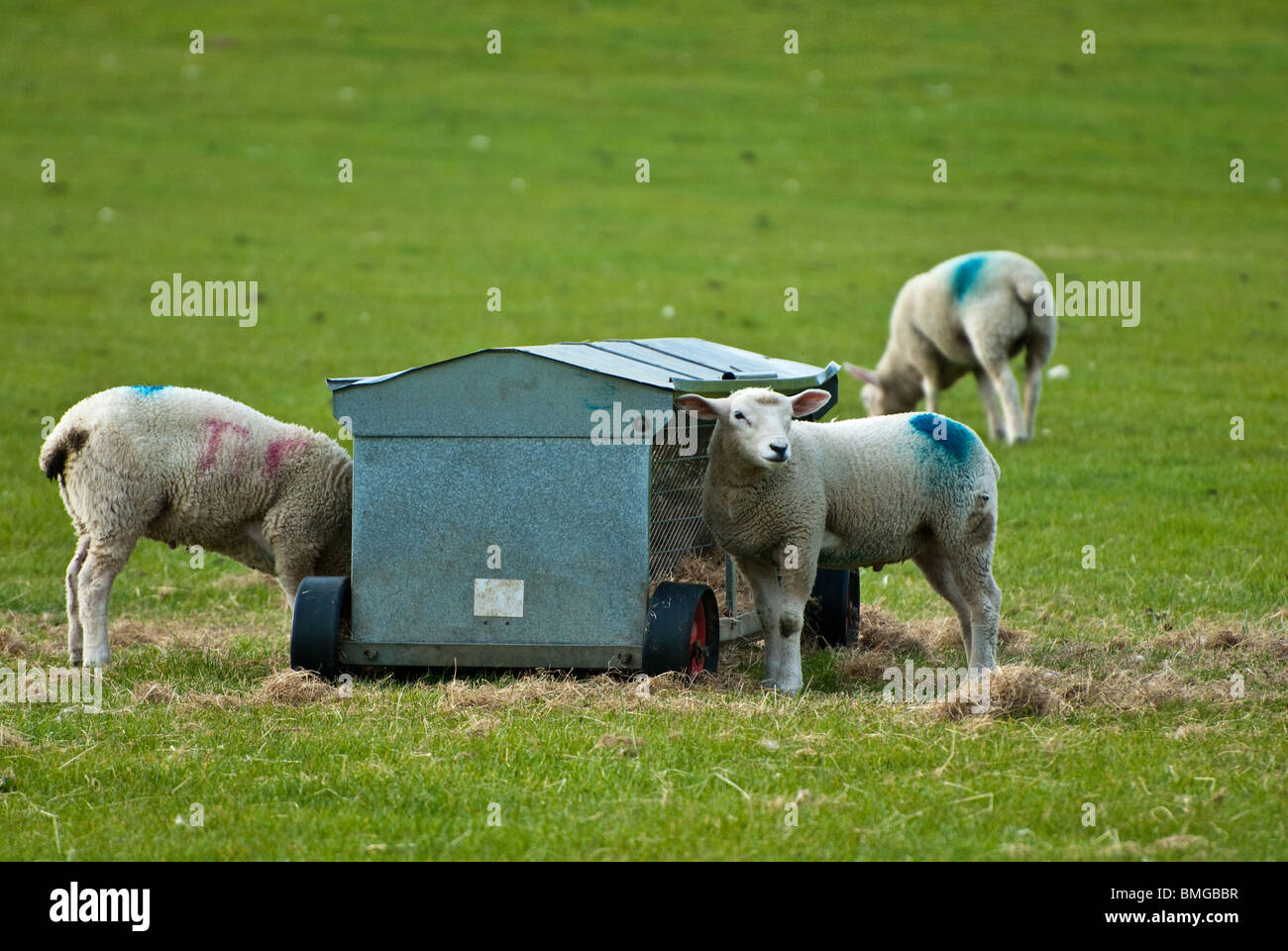 lambs feeding at metal trough Stock Photo - Alamy