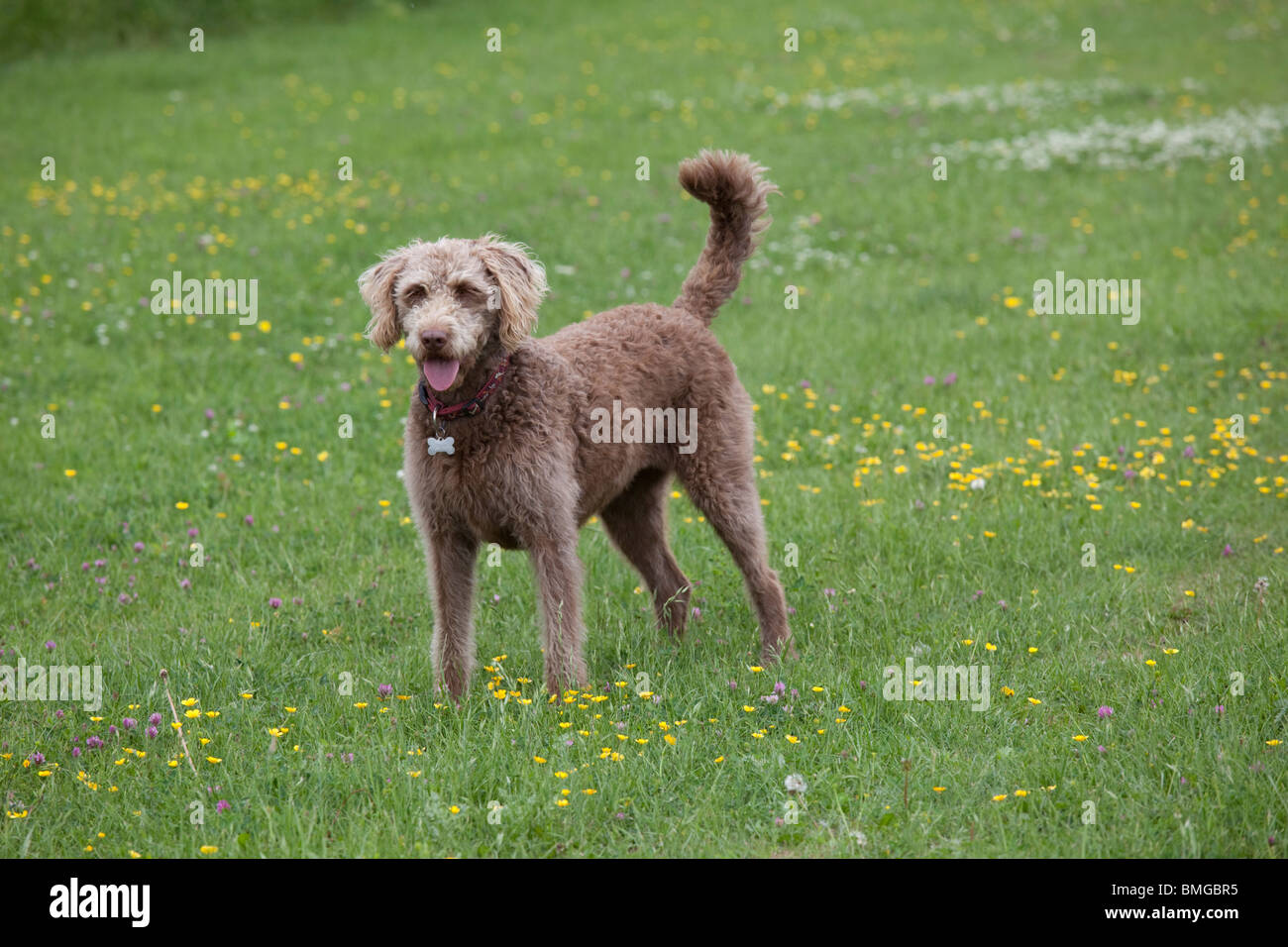 Labradoodle retreiver poodle cross dog Waterloo Kennels Stoke Orchard Cheltenham UK Stock Photo