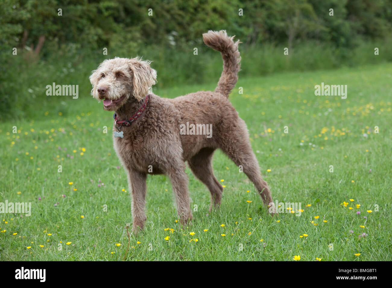 Labradoodle retreiver poodle cross dog Waterloo Kennels Stoke Orchard Cheltenham UK Stock Photo