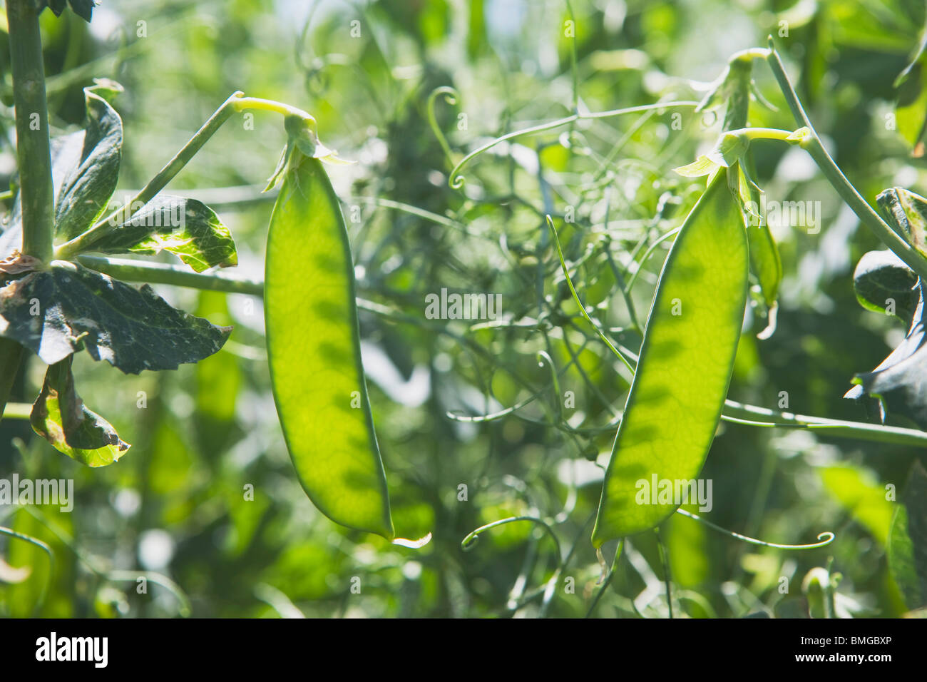 Green Pea Pods Stock Photo Alamy