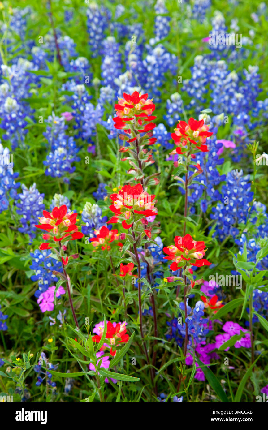 Indian paintbrush and bluebonnet wildflowers in Texas hill country near Burnett, Texas, USA. Stock Photo