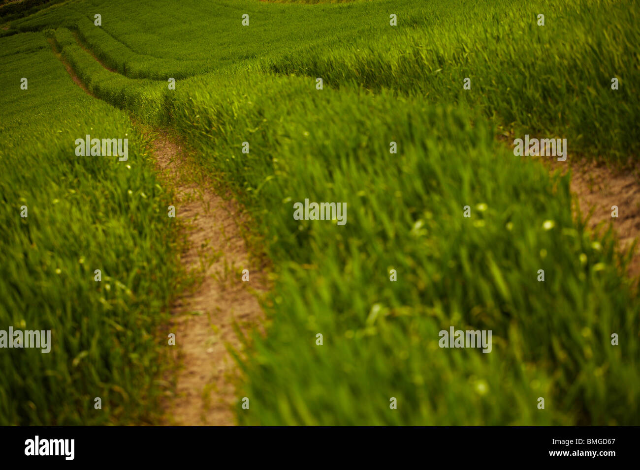 Grass growing in track hi-res stock photography and images - Alamy
