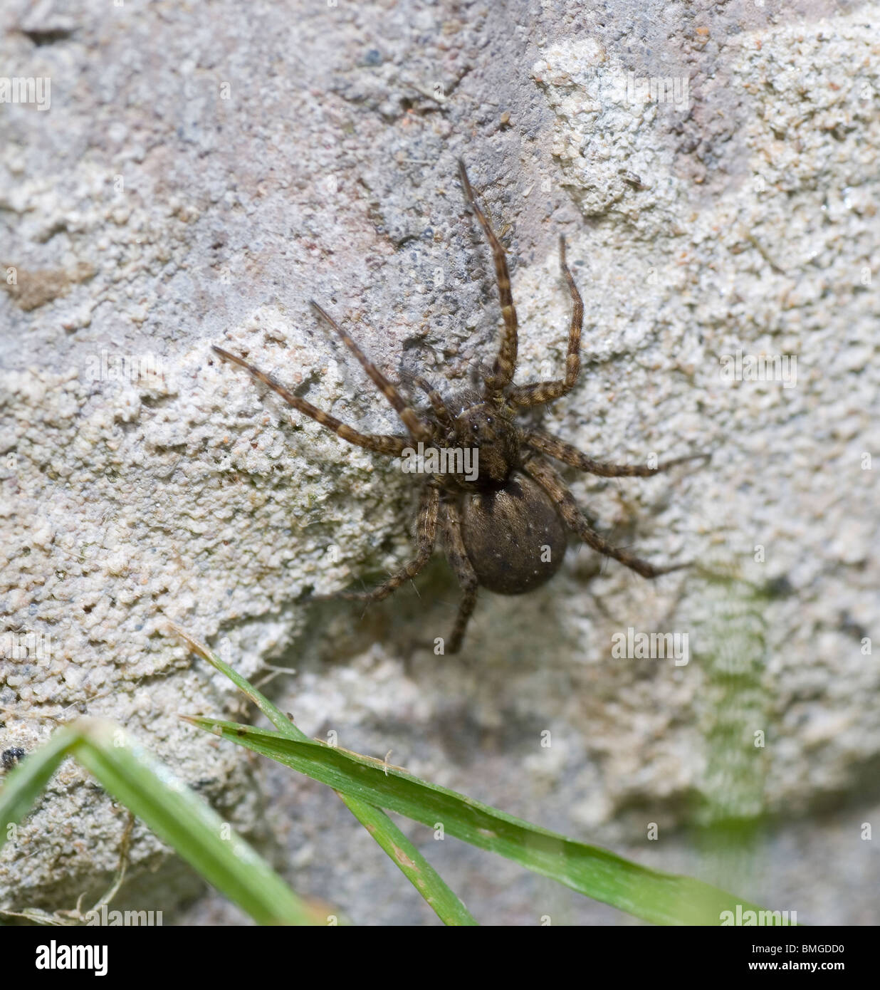 wolf spider on wall Stock Photo