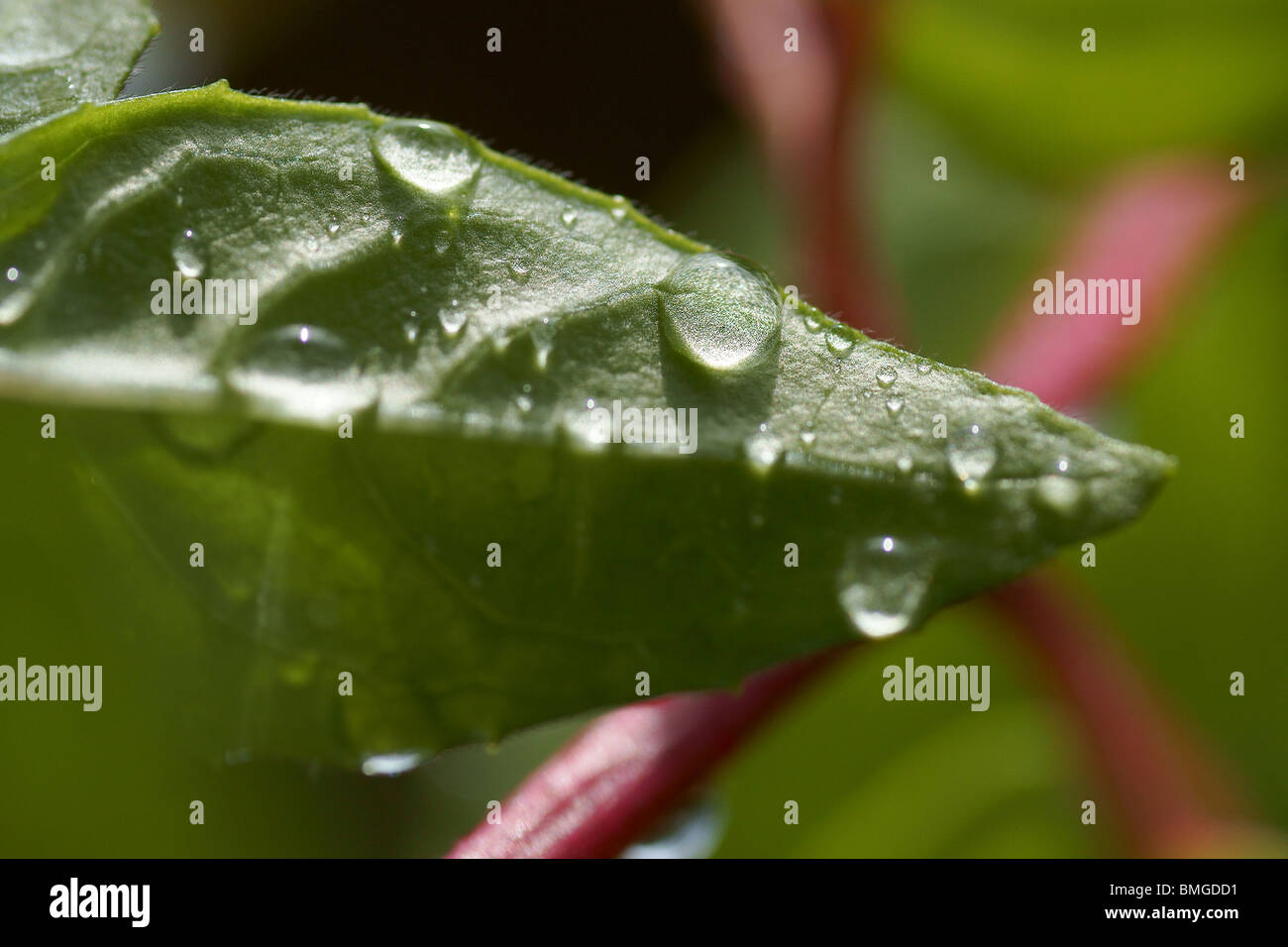 Rain drops on Clematis leaf Stock Photo