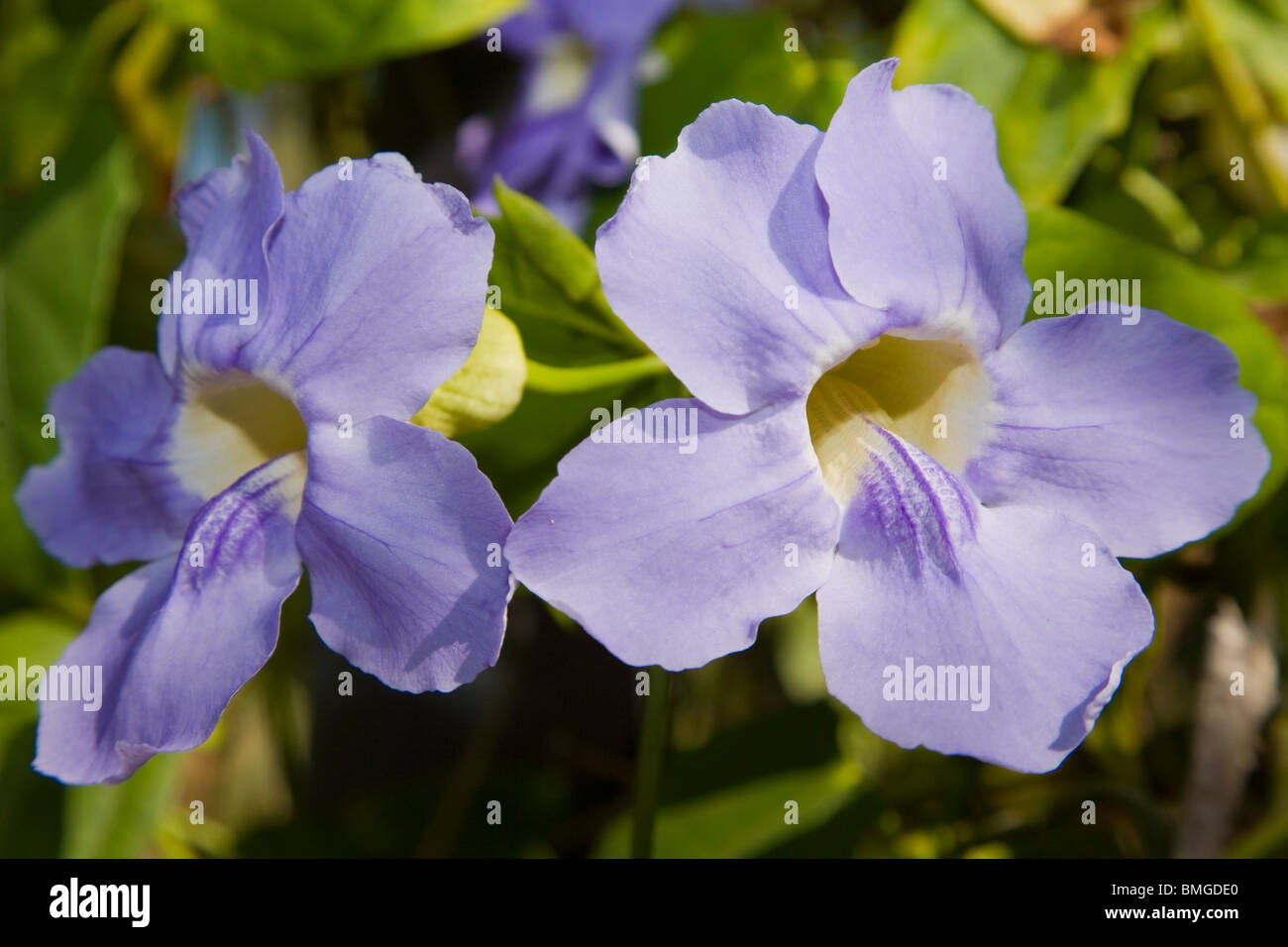 Flowers of the clock vine Thunbergia grandiflora Stock Photo