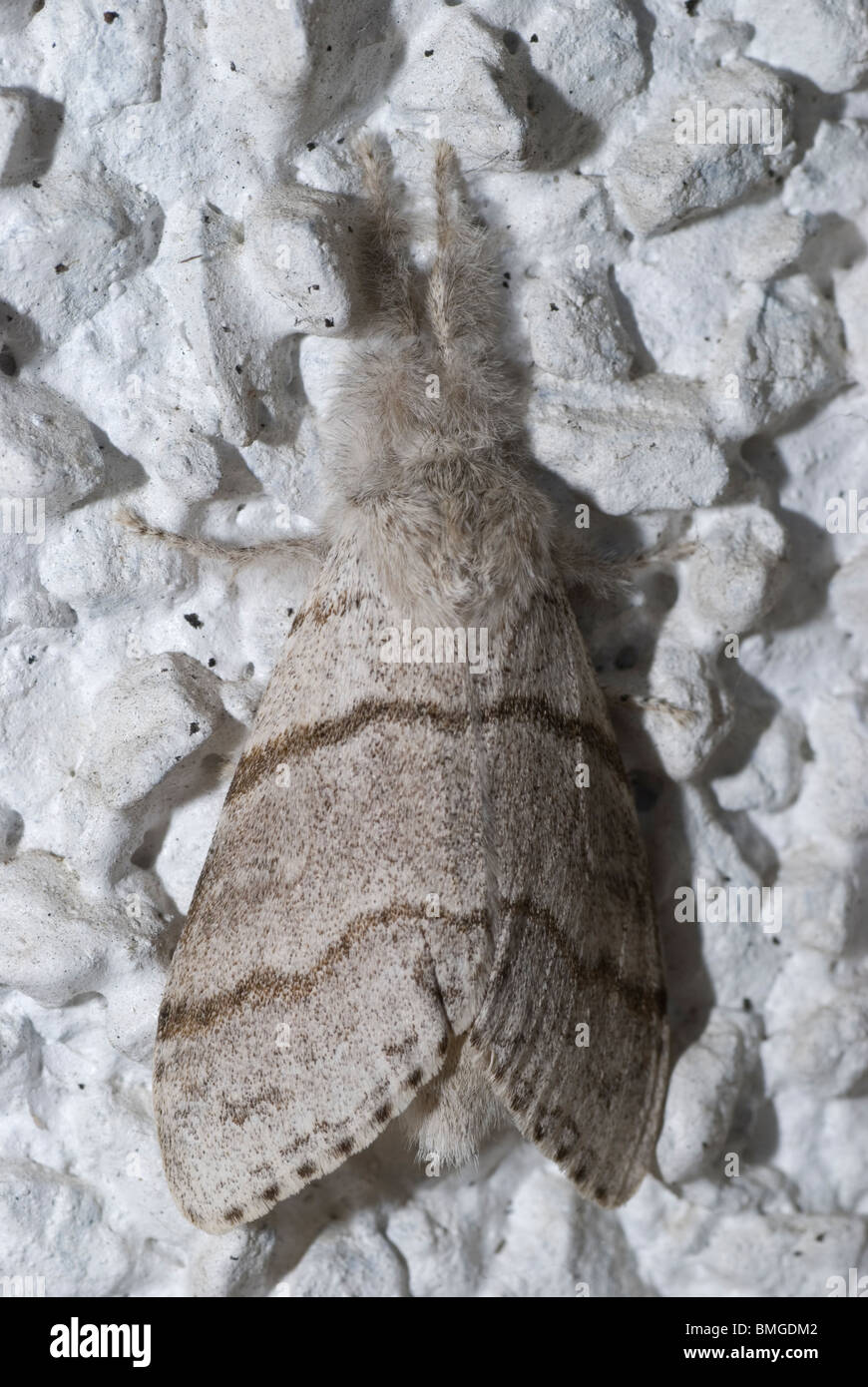 The Miller moth Stock Photo - Alamy