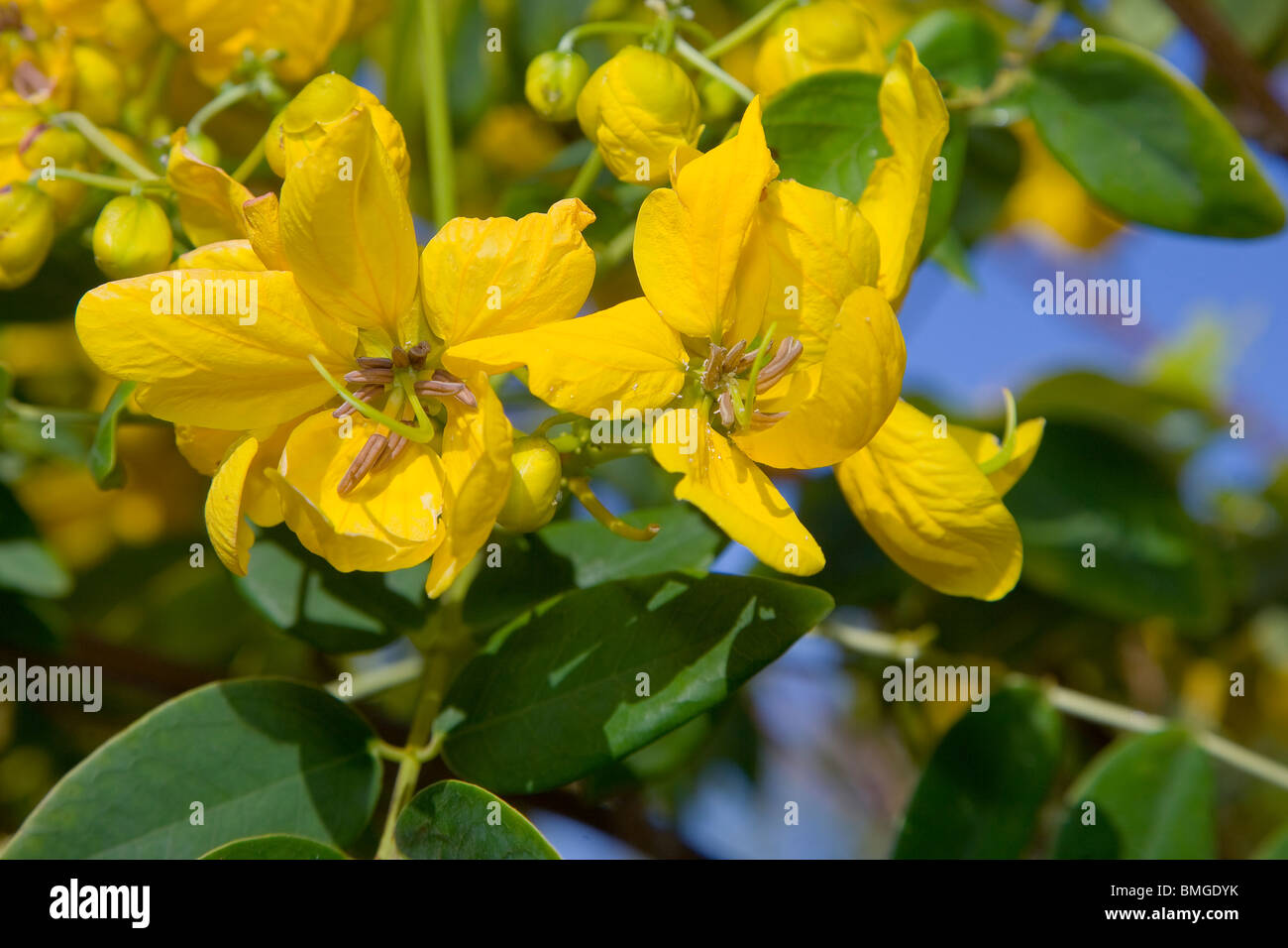 Cassia spectabilis flowers in macro Stock Photo