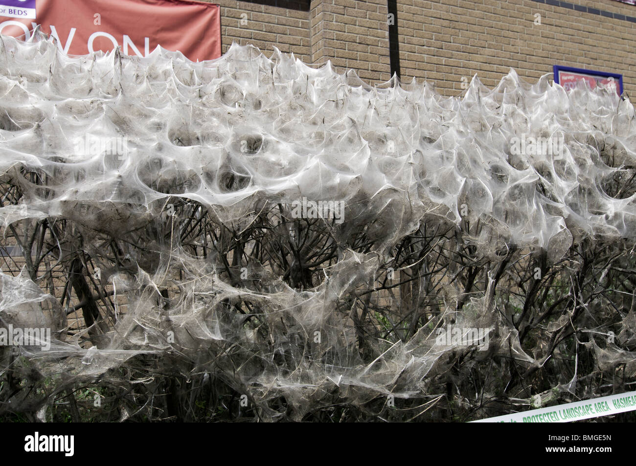 A bush in London covered in the communal web of the spindle ermine moth Stock Photo