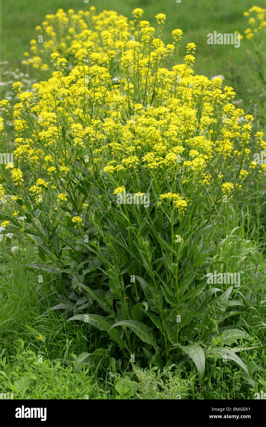 Ball Mustard, Neslia paniculata, Brassicaceae (Cruciferae) Stock Photo