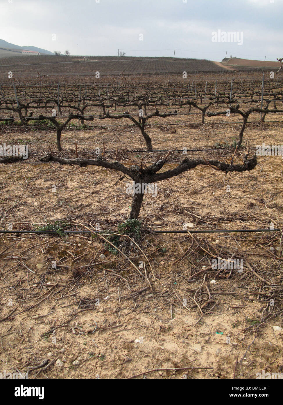 Viñedos en Navarra. España. CAMINO DE SANTIAGO. Vineyards in Navarre. Spain. WAY OF ST JAMES. Stock Photo