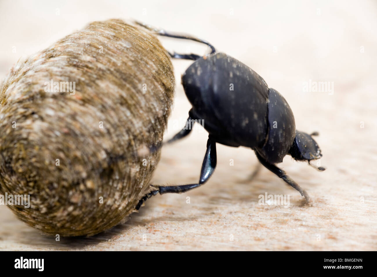 Dung Beetle - Los Novios Ranch - near Cotulla, Texas USA Stock Photo