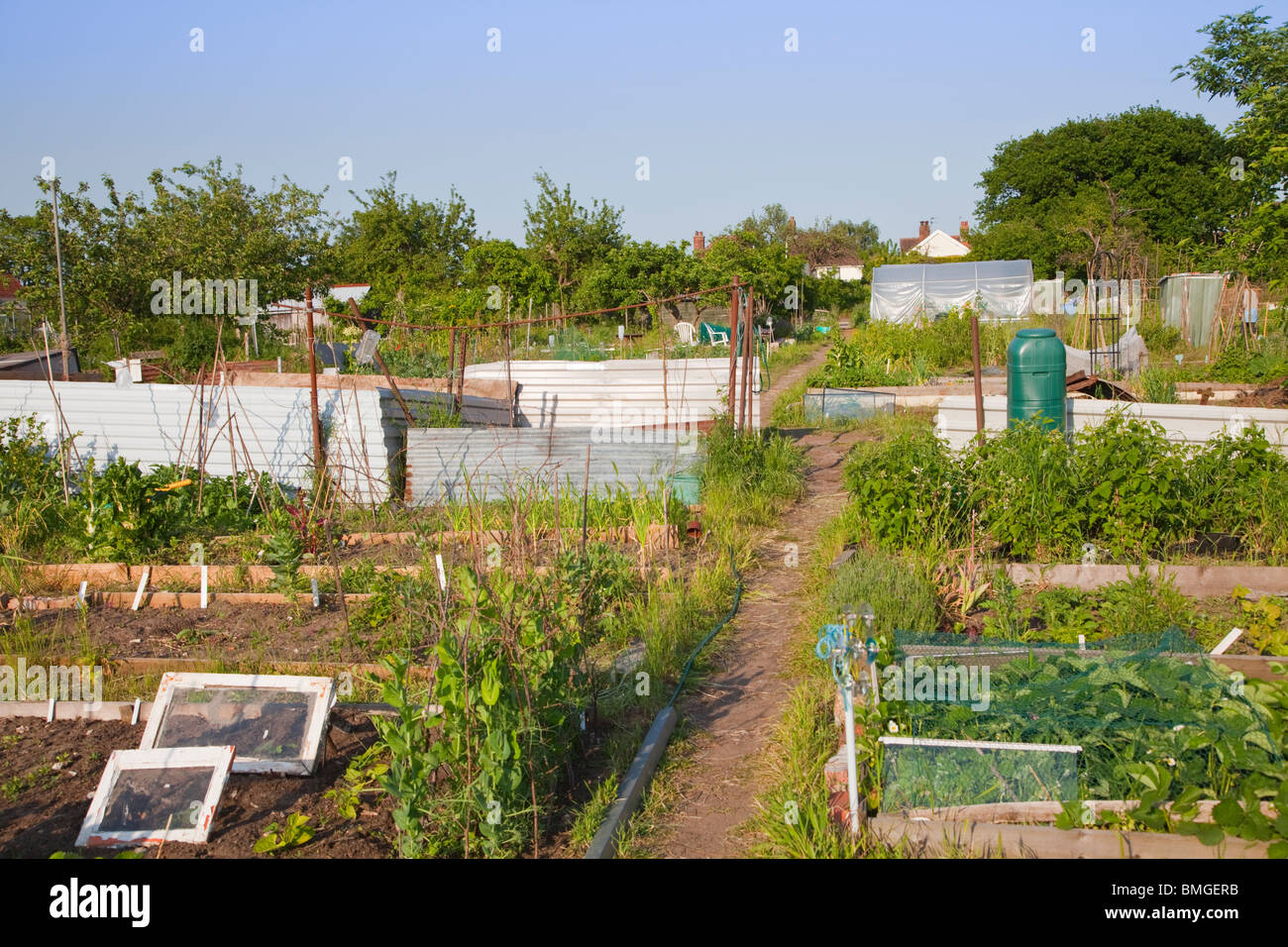 View across allotments in Norwich, Norfolk, UK Stock Photo