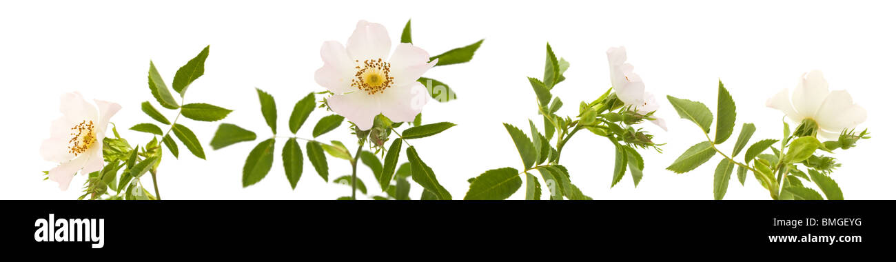 Rosa canina; Dog Rose; isolated on white Stock Photo - Alamy