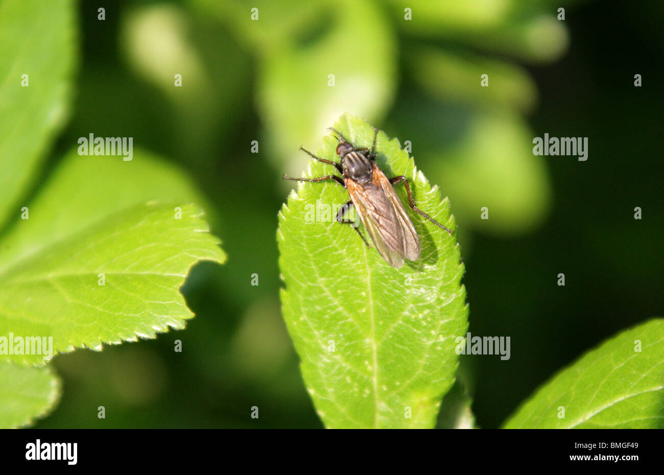 Dance Fly, Empis tessellata, Empididae, Diptera, UK. Sitting on a Blackthorn Leaf. Stock Photo