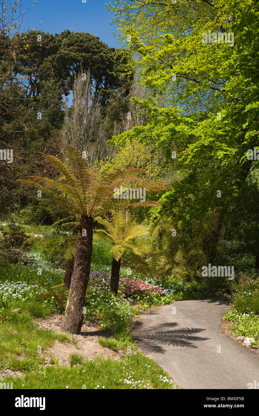 UK, England, Devon, Brixham, Coleton Fishacre House, gardens sub tropical planting, tree ferns Stock Photo