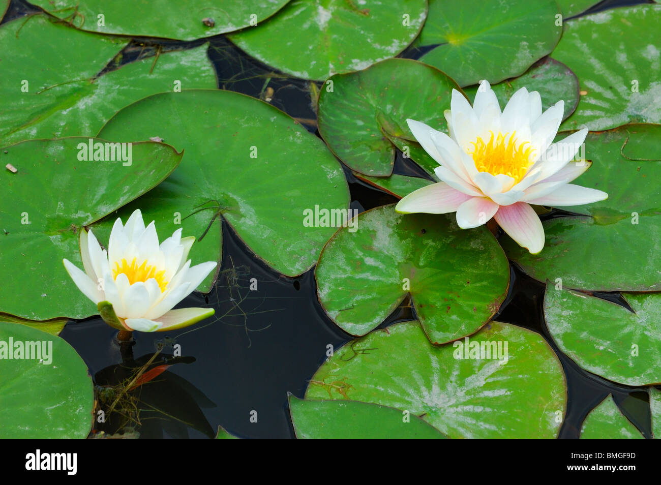 Nymphaea Lotus The Tiger Lotus White Lotus Or Egyptian White