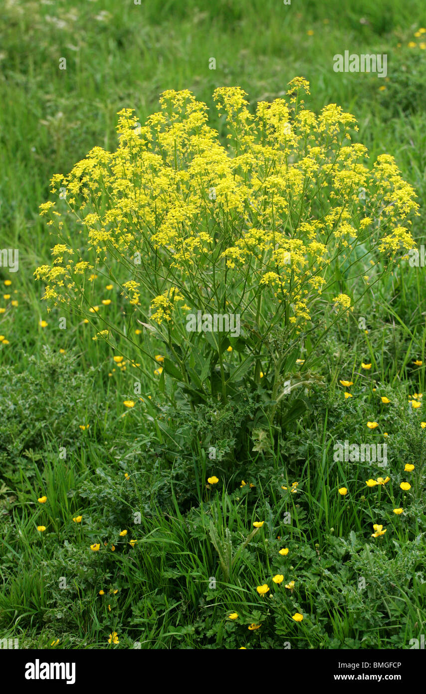 Ball Mustard, Neslia paniculata, Brassicaceae (Cruciferae) Stock Photo