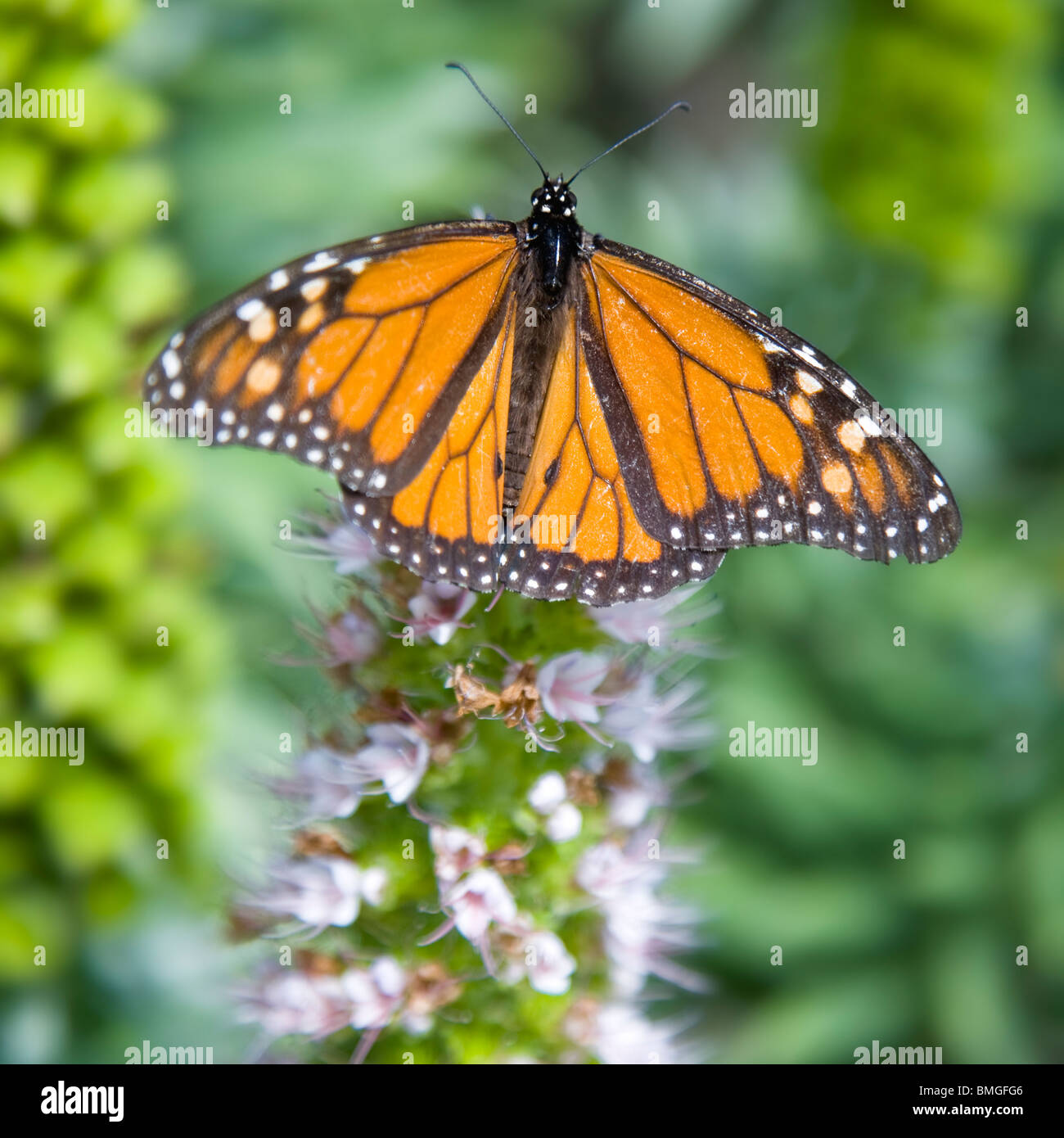 Monarch butterfly on exotic flowers from the Canary Islands. Stock Photo